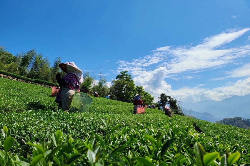 【台南飲料】茶金迷來報到！茶金劇中的東方美人茶這裡喝的到：醇白 Arctic White - 熱血玩台南。跳躍新世界