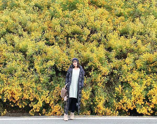 武陵農場 一年四季風景不打烊,武陵四秀賞櫻賞楓-整排盛開的萬壽菊 武陵農場 一年四季風景不打烊,武陵四秀賞櫻賞楓-整排盛開的萬壽菊