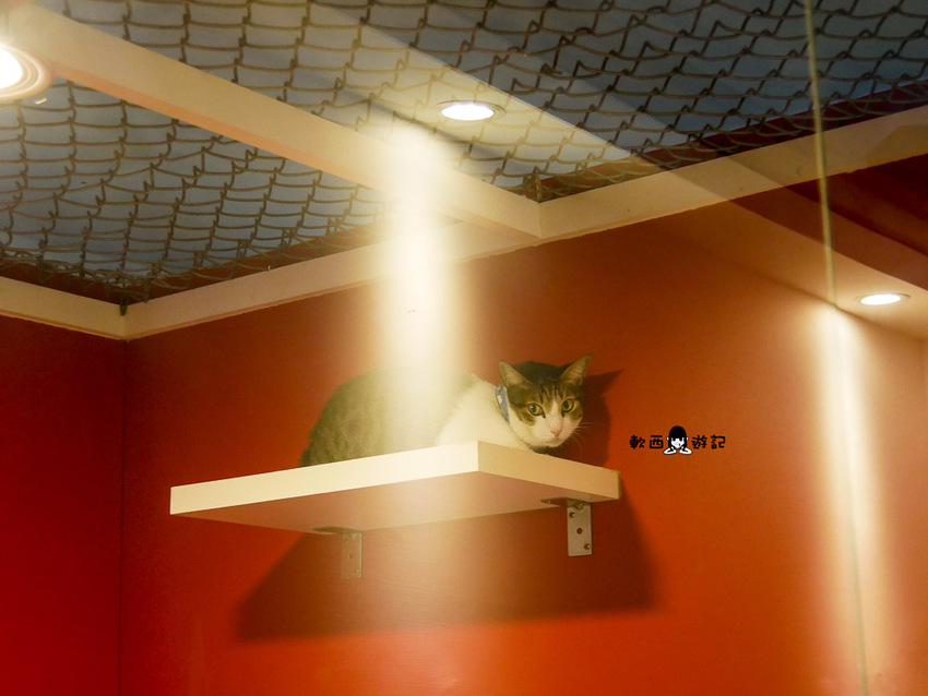 信義區寵物友善餐廳推薦》阿公的汪喵厝●不必再把狗狗留在家!超大狗狗奔跑空間寵物友善餐廳 健康營養美味餐食毛孩與主人都能吃 - 軟西，遊記