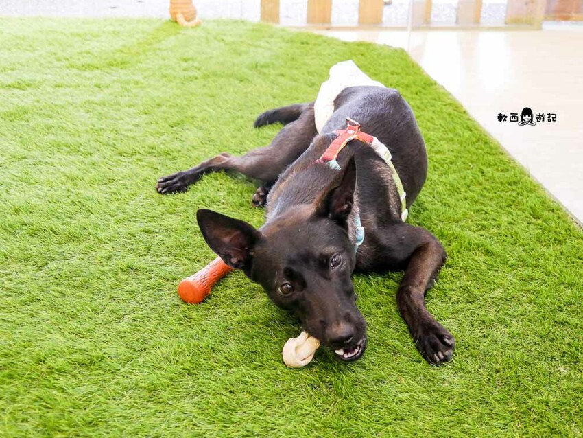 信義區寵物友善餐廳推薦》阿公的汪喵厝●不必再把狗狗留在家!超大狗狗奔跑空間寵物友善餐廳 健康營養美味餐食毛孩與主人都能吃 - 軟西，遊記