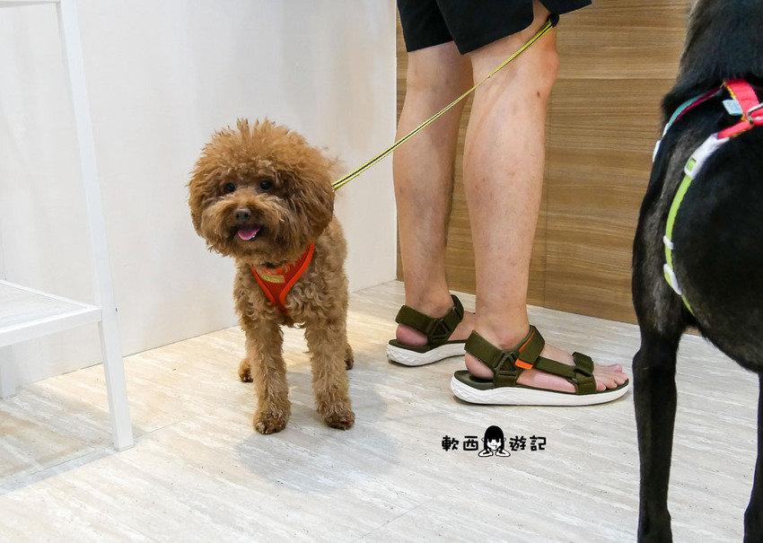 信義區寵物友善餐廳推薦》阿公的汪喵厝●不必再把狗狗留在家!超大狗狗奔跑空間寵物友善餐廳 健康營養美味餐食毛孩與主人都能吃 - 軟西，遊記