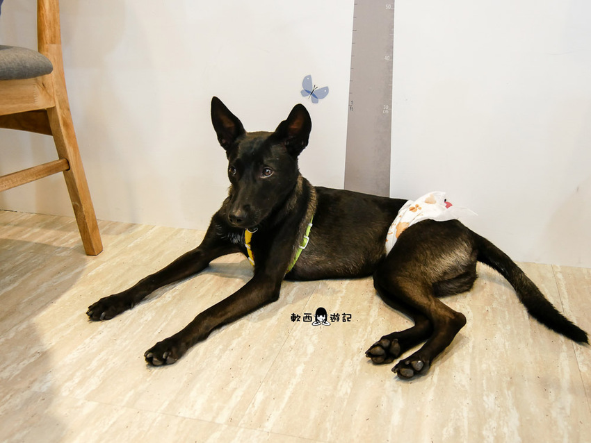 信義區寵物友善餐廳推薦》阿公的汪喵厝●不必再把狗狗留在家!超大狗狗奔跑空間寵物友善餐廳 健康營養美味餐食毛孩與主人都能吃 - 軟西，遊記