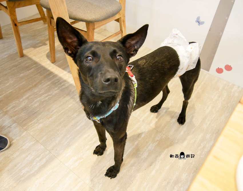 信義區寵物友善餐廳推薦》阿公的汪喵厝●不必再把狗狗留在家!超大狗狗奔跑空間寵物友善餐廳 健康營養美味餐食毛孩與主人都能吃 - 軟西，遊記