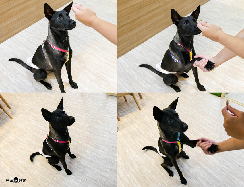 信義區寵物友善餐廳推薦》阿公的汪喵厝●不必再把狗狗留在家!超大狗狗奔跑空間寵物友善餐廳 健康營養美味餐食毛孩與主人都能吃 - 軟西，遊記