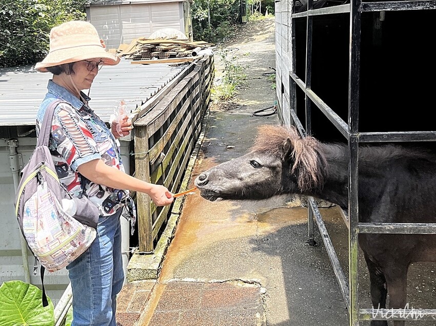 新北三芝｜不限時，對親子及寵物友善的小馬貝菈咖啡廳