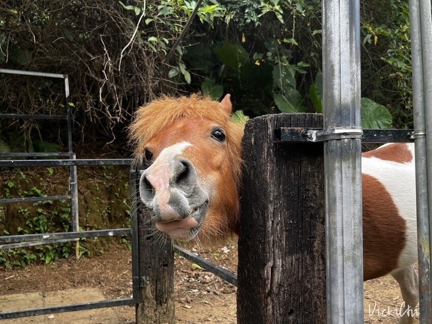 新北三芝｜不限時，對親子及寵物友善的小馬貝菈咖啡廳