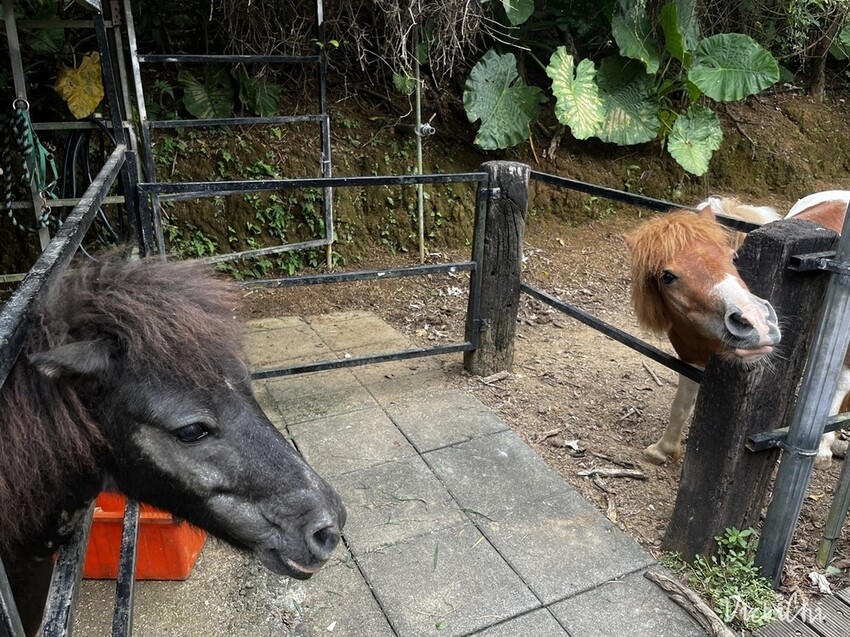 新北三芝｜不限時，對親子及寵物友善的小馬貝菈咖啡廳