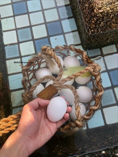 宜蘭景點｜大同鄉，清水地熱公園：泡泡腳、自助竹簍溫泉蛋、筊白筍、玉米