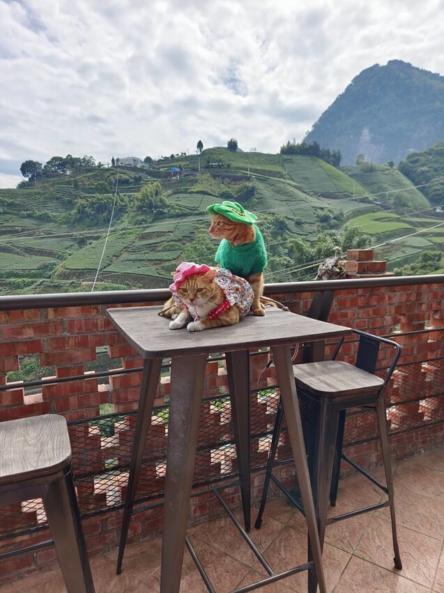 371593.jpg - 【嘉義.梅山】霧裡村x百冠製茶。寵物友善餐廳。透明玻璃窗望向超美山景