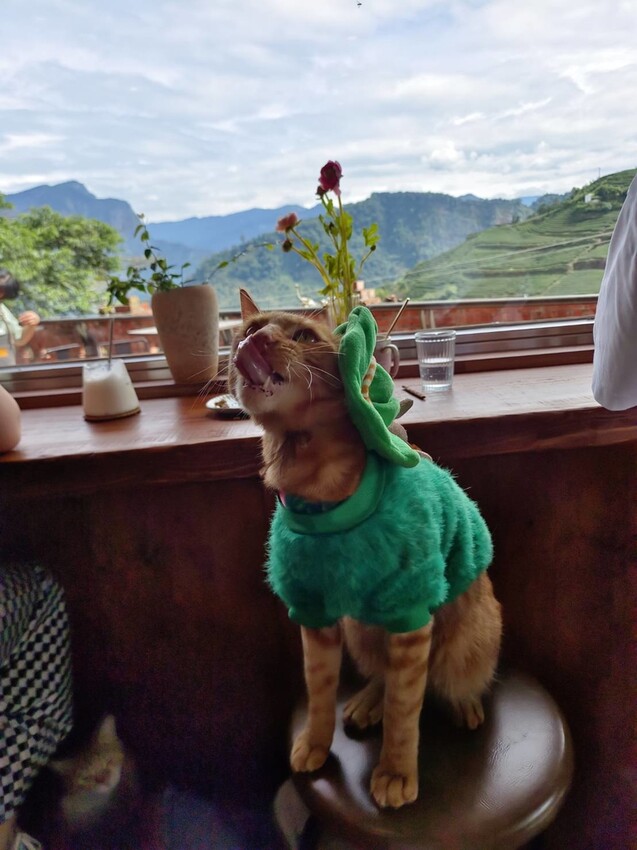 371569.jpg - 【嘉義.梅山】霧裡村x百冠製茶。寵物友善餐廳。透明玻璃窗望向超美山景