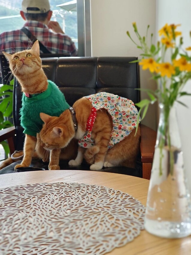 371650.jpg - 【嘉義.梅山】霧裡村x百冠製茶。寵物友善餐廳。透明玻璃窗望向超美山景