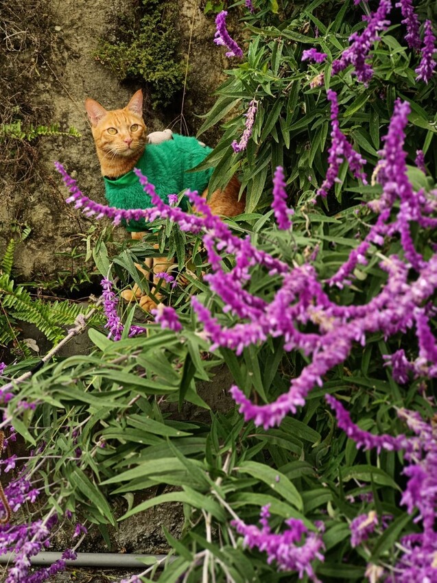 371555.jpg - 【嘉義.梅山】霧裡村x百冠製茶。寵物友善餐廳。透明玻璃窗望向超美山景