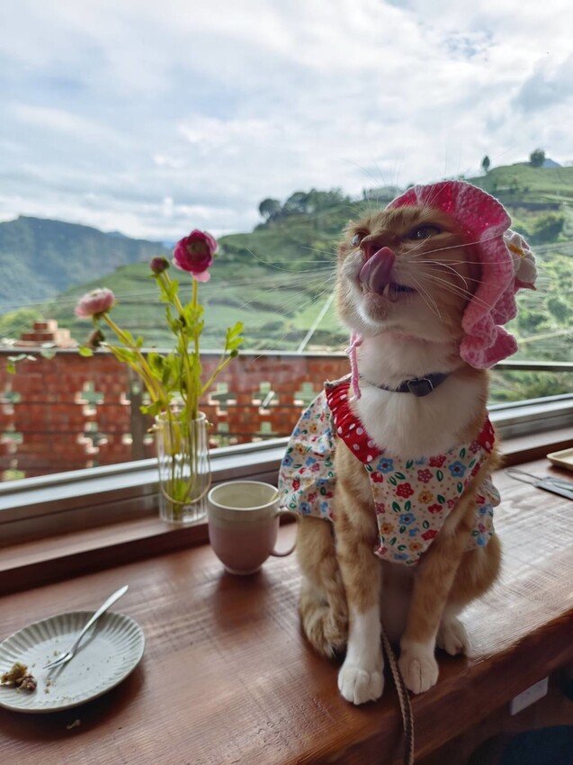 370872.jpg - 【嘉義.梅山】霧裡村x百冠製茶。寵物友善餐廳。透明玻璃窗望向超美山景