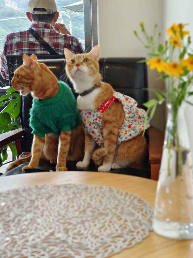 371560.jpg - 【嘉義.梅山】霧裡村x百冠製茶。寵物友善餐廳。透明玻璃窗望向超美山景