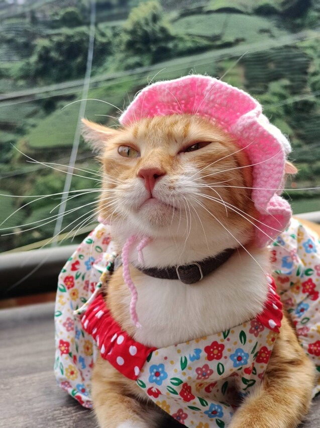 371588.jpg - 【嘉義.梅山】霧裡村x百冠製茶。寵物友善餐廳。透明玻璃窗望向超美山景