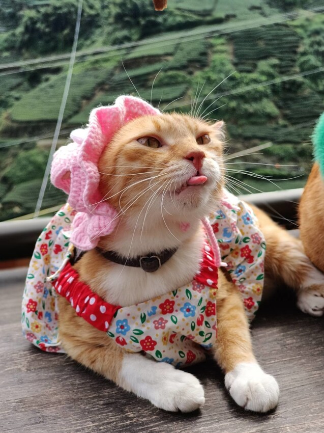 371591.jpg - 【嘉義.梅山】霧裡村x百冠製茶。寵物友善餐廳。透明玻璃窗望向超美山景