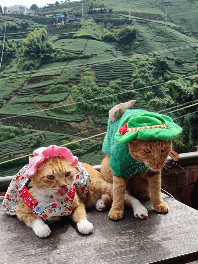 371592.jpg - 【嘉義.梅山】霧裡村x百冠製茶。寵物友善餐廳。透明玻璃窗望向超美山景