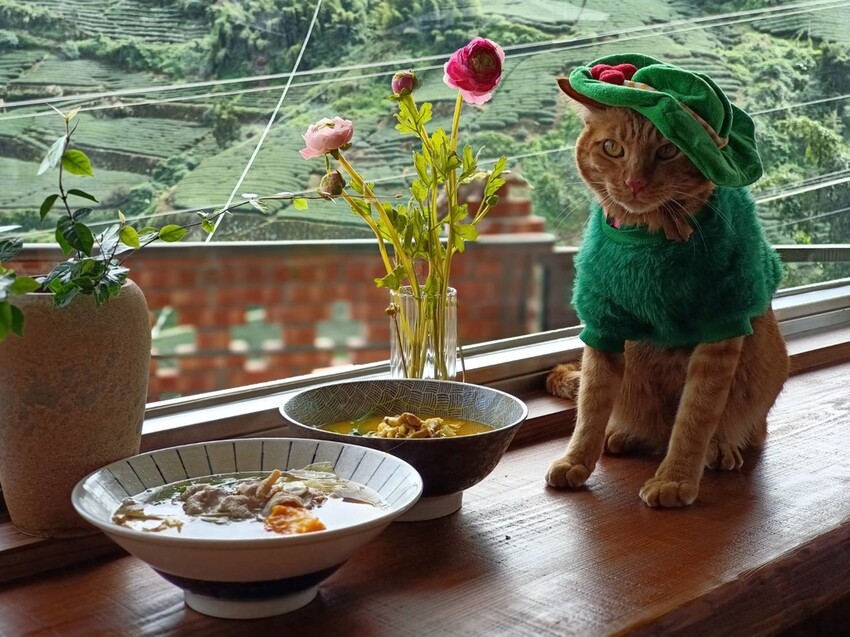 371564.jpg - 【嘉義.梅山】霧裡村x百冠製茶。寵物友善餐廳。透明玻璃窗望向超美山景