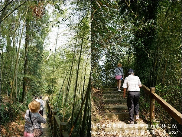 太興岩景觀茶園步道-12.jpg 太興岩景觀茶園步道-12.jpg