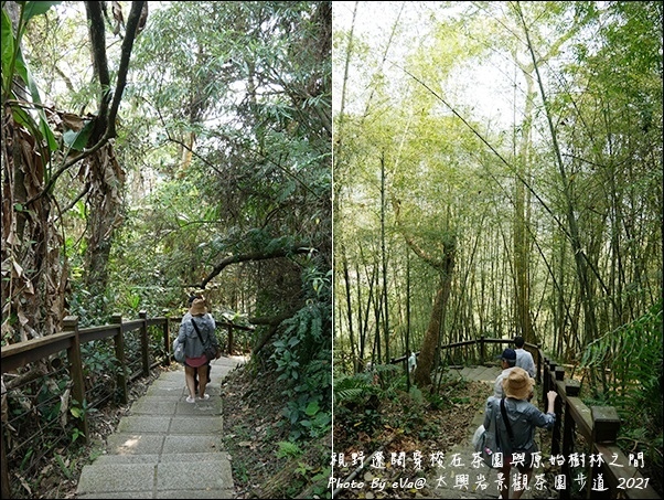 太興岩景觀茶園步道-11.jpg 太興岩景觀茶園步道-11.jpg