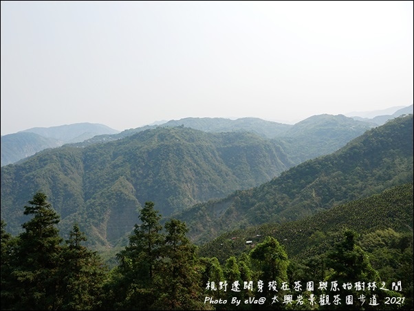 太興岩景觀茶園步道-05.jpg 太興岩景觀茶園步道-05.jpg