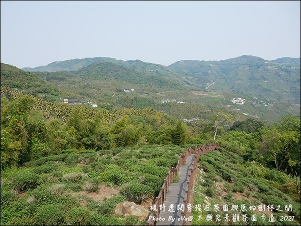 太興岩景觀茶園步道-07.jpg 太興岩景觀茶園步道-07.jpg