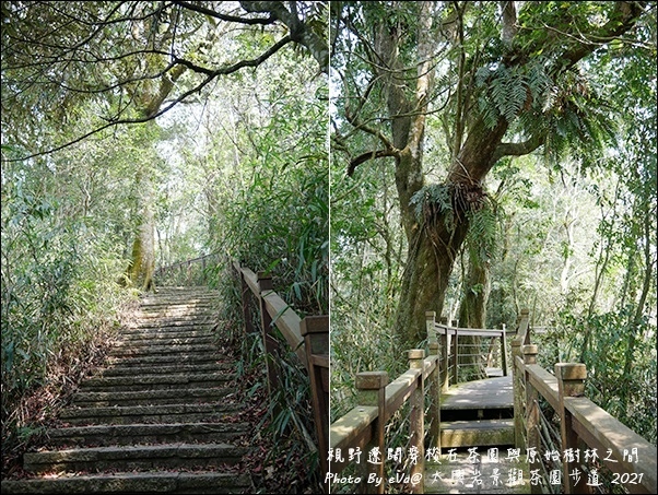 太興岩景觀茶園步道-14.jpg 太興岩景觀茶園步道-14.jpg