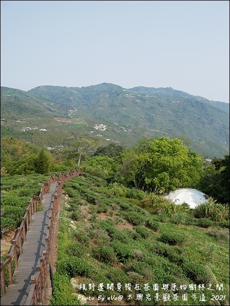 太興岩景觀茶園步道-08.jpg 太興岩景觀茶園步道-08.jpg