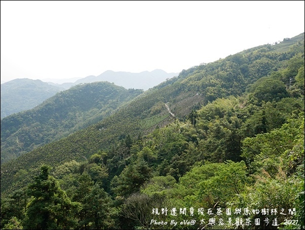 太興岩景觀茶園步道-04.jpg 太興岩景觀茶園步道-04.jpg