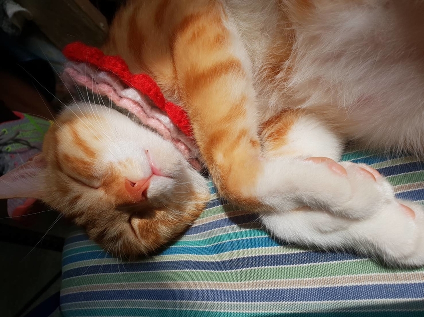 【新竹.尖石鄉】紅薔薇景觀餐廳。寵物友善餐廳。內有店貓十隻。整個餐廳光線超好超好拍