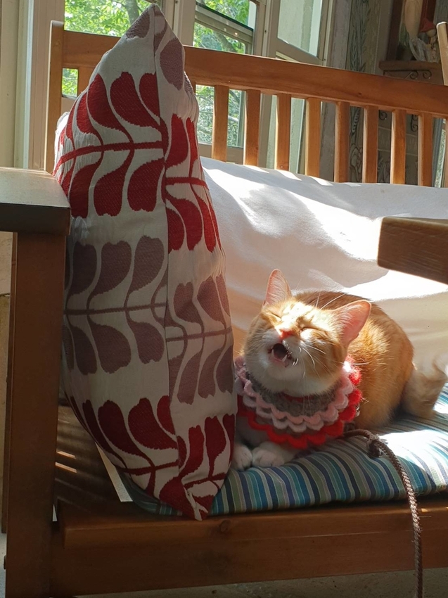 【新竹.尖石鄉】紅薔薇景觀餐廳。寵物友善餐廳。內有店貓十隻。整個餐廳光線超好超好拍