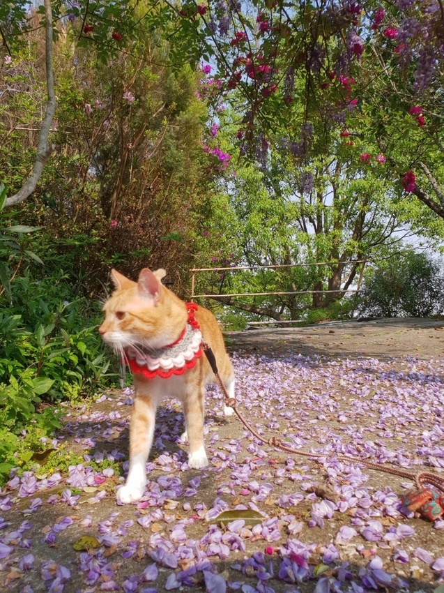 【新竹.尖石鄉】紅薔薇景觀餐廳。寵物友善餐廳。內有店貓十隻。整個餐廳光線超好超好拍