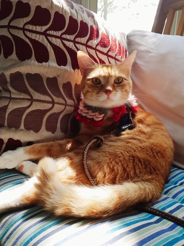 【新竹.尖石鄉】紅薔薇景觀餐廳。寵物友善餐廳。內有店貓十隻。整個餐廳光線超好超好拍