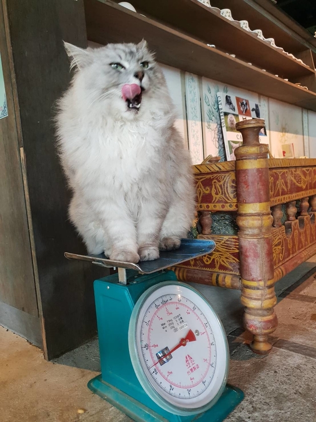 【新竹.尖石鄉】紅薔薇景觀餐廳。寵物友善餐廳。內有店貓十隻。整個餐廳光線超好超好拍