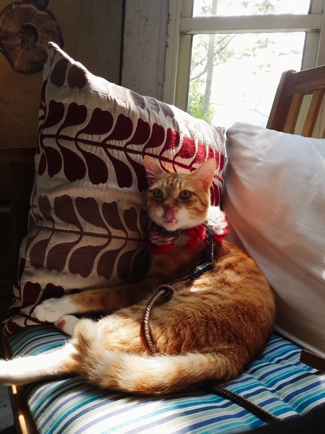 【新竹.尖石鄉】紅薔薇景觀餐廳。寵物友善餐廳。內有店貓十隻。整個餐廳光線超好超好拍