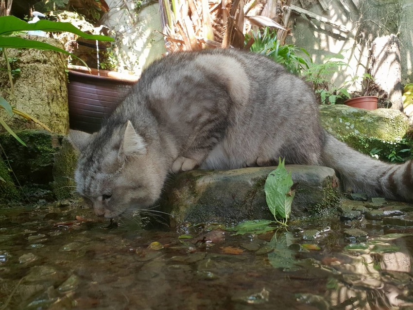 【新竹.尖石鄉】紅薔薇景觀餐廳。寵物友善餐廳。內有店貓十隻。整個餐廳光線超好超好拍