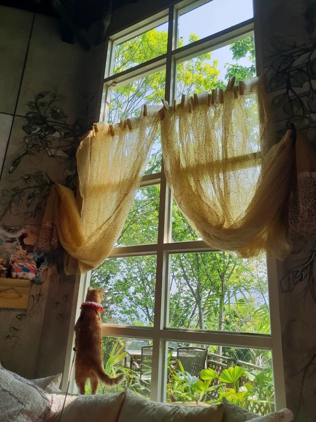 【新竹.尖石鄉】紅薔薇景觀餐廳。寵物友善餐廳。內有店貓十隻。整個餐廳光線超好超好拍