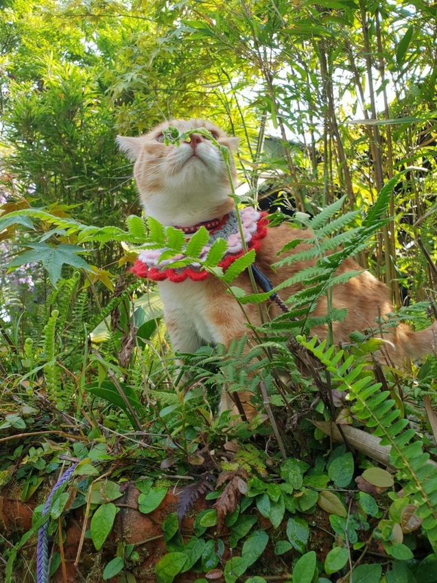 【新竹.尖石鄉】紅薔薇景觀餐廳。寵物友善餐廳。內有店貓十隻。整個餐廳光線超好超好拍