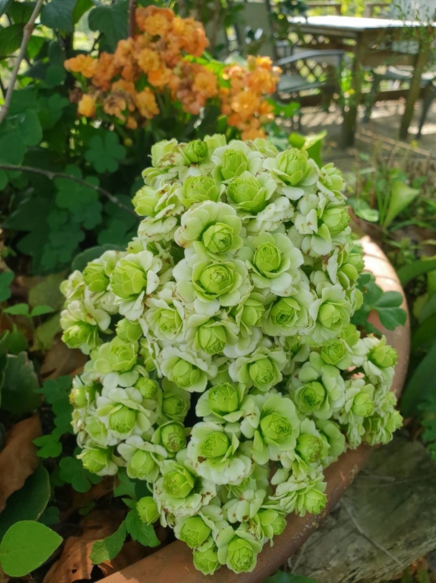 【新竹.尖石鄉】紅薔薇景觀餐廳。寵物友善餐廳。內有店貓十隻。整個餐廳光線超好超好拍