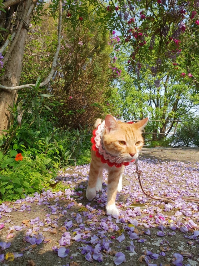 【新竹.尖石鄉】紅薔薇景觀餐廳。寵物友善餐廳。內有店貓十隻。整個餐廳光線超好超好拍