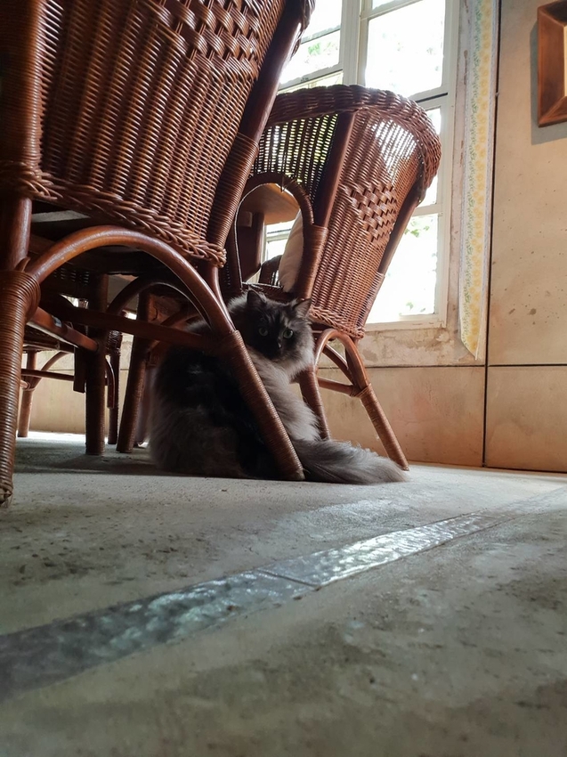 【新竹.尖石鄉】紅薔薇景觀餐廳。寵物友善餐廳。內有店貓十隻。整個餐廳光線超好超好拍