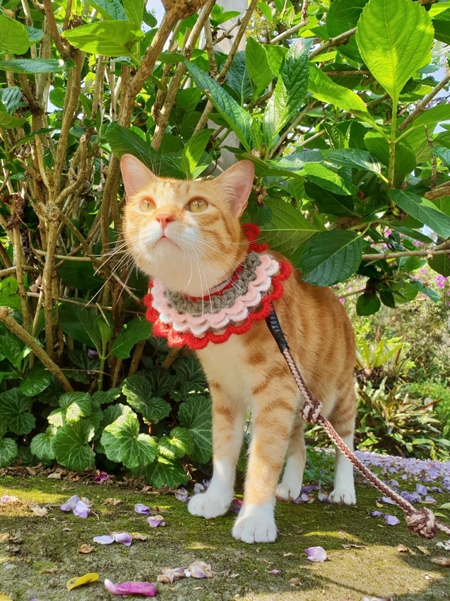 【新竹.尖石鄉】紅薔薇景觀餐廳。寵物友善餐廳。內有店貓十隻。整個餐廳光線超好超好拍