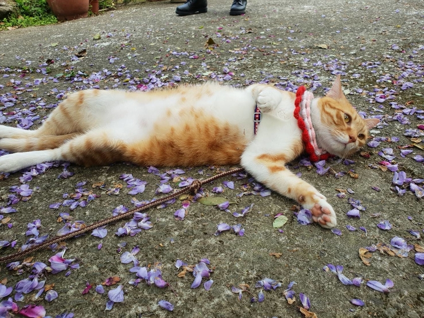 【新竹.尖石鄉】紅薔薇景觀餐廳。寵物友善餐廳。內有店貓十隻。整個餐廳光線超好超好拍