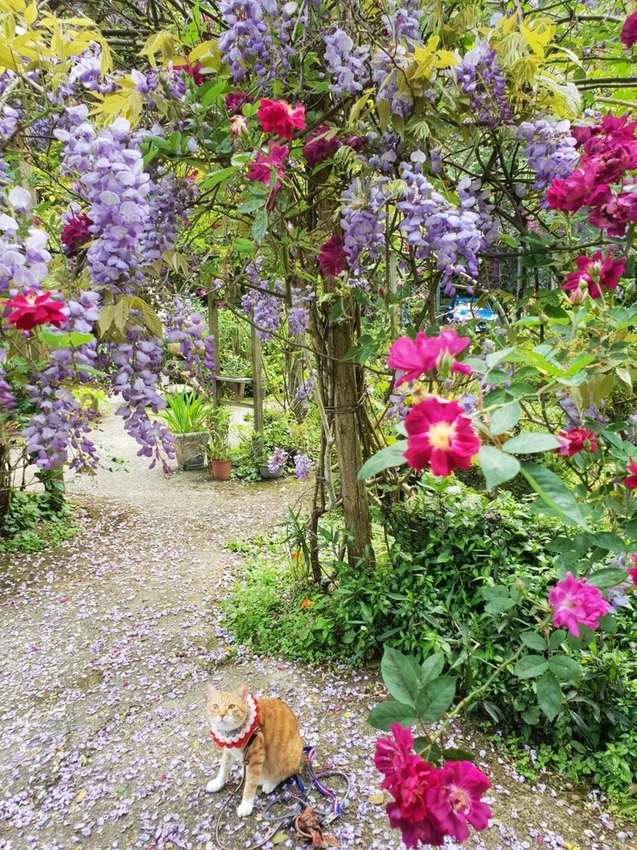 【新竹.尖石鄉】紅薔薇景觀餐廳。寵物友善餐廳。內有店貓十隻。整個餐廳光線超好超好拍