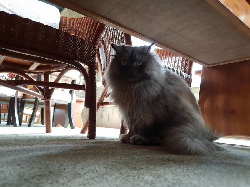 【新竹.尖石鄉】紅薔薇景觀餐廳。寵物友善餐廳。內有店貓十隻。整個餐廳光線超好超好拍