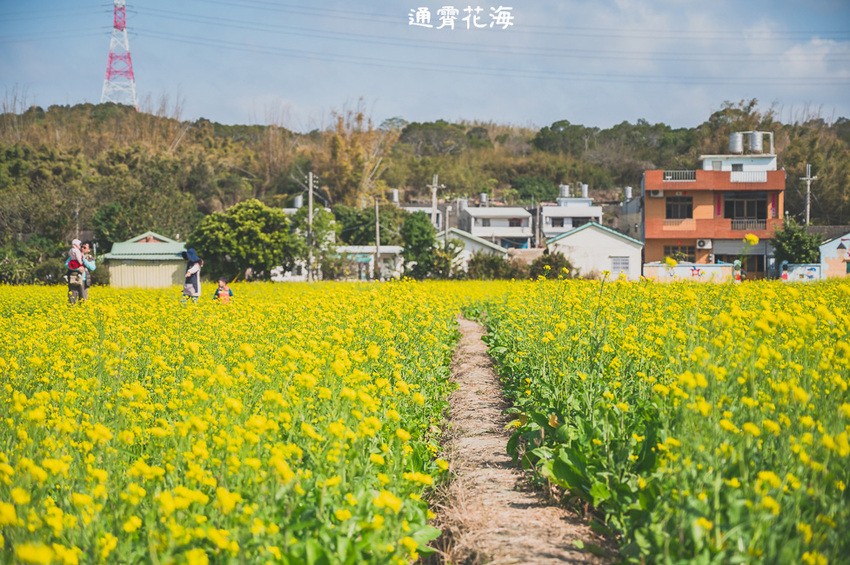｜苗栗景點｜通霄花海，高鐵橋下的浪漫景色，黃澄澄的油菜花田好療癒 - Hallo！Im 婷兒