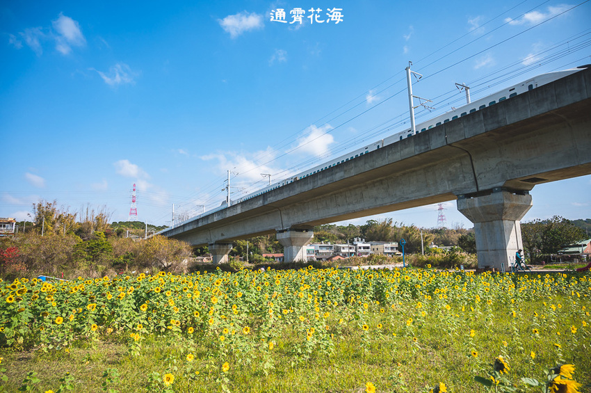 ｜苗栗景點｜通霄花海，高鐵橋下的浪漫景色，黃澄澄的油菜花田好療癒 - Hallo！Im 婷兒