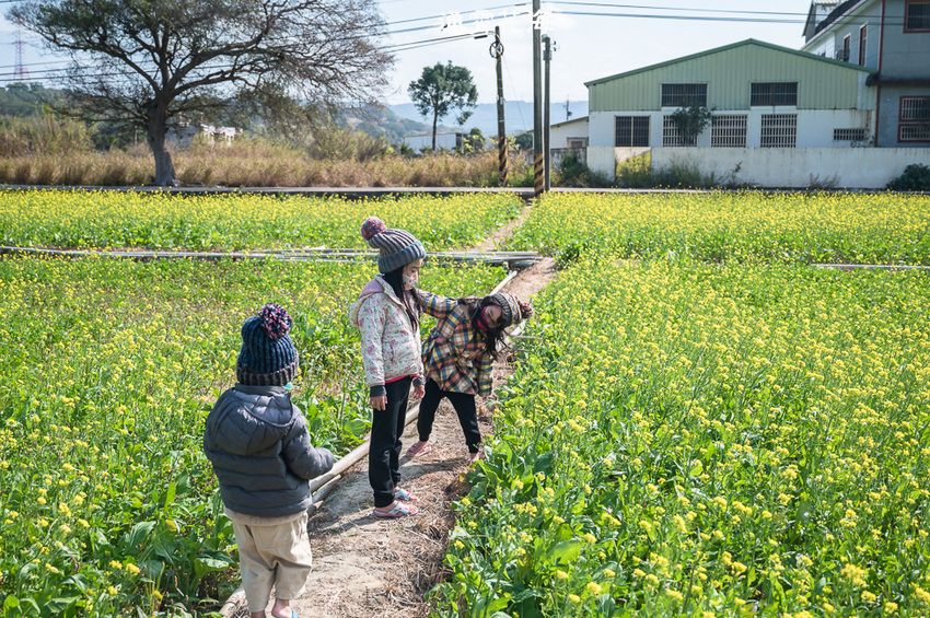 ｜苗栗景點｜通霄花海，高鐵橋下的浪漫景色，黃澄澄的油菜花田好療癒 - Hallo！Im 婷兒