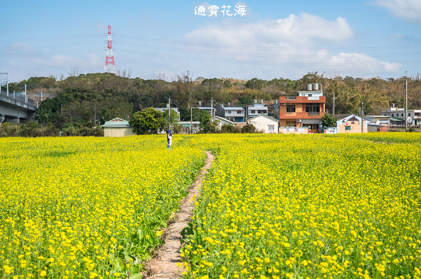 ｜苗栗景點｜通霄花海，高鐵橋下的浪漫景色，黃澄澄的油菜花田好療癒 - Hallo！Im 婷兒