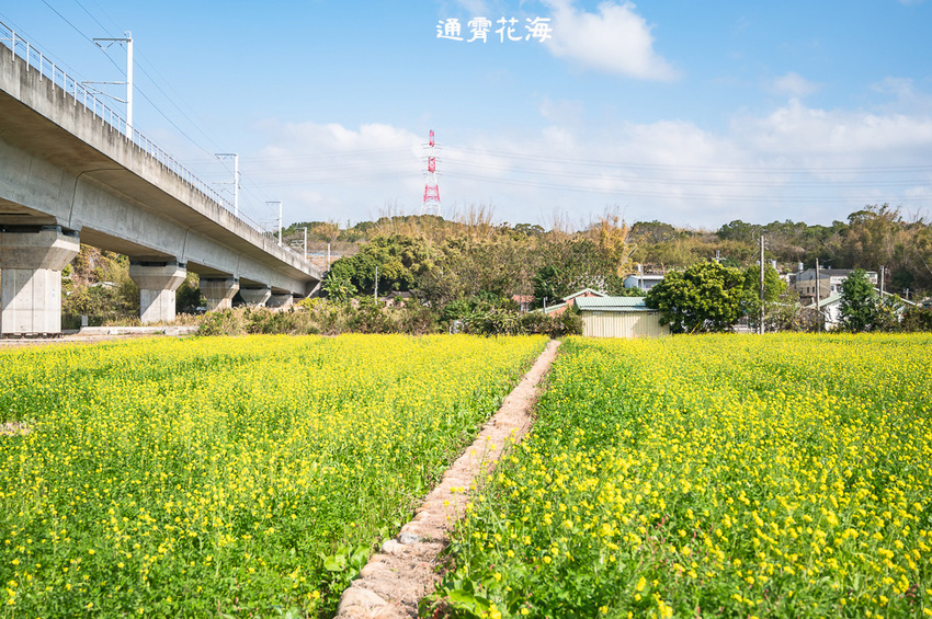 ｜苗栗景點｜通霄花海，高鐵橋下的浪漫景色，黃澄澄的油菜花田好療癒 - Hallo！Im 婷兒